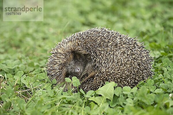 Braunbrustigel (Erinaceus europaeus)  erwachsenes Tier  schlafend auf einer Gartenwiese  Suffolk  England  Großbritannien  Europa