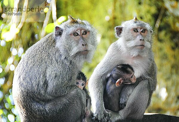 Affenfamilie mit zwei Babys auf Bali  Indonesien  Asien