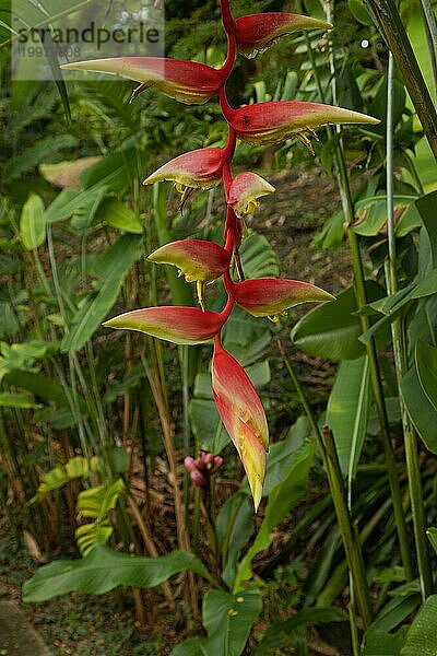 Orchideen und Bromelienbeete im botanischen Garten  selektiver Fokus  Kopierraum  Malaysia  Kuching Orchideenpark  Asien