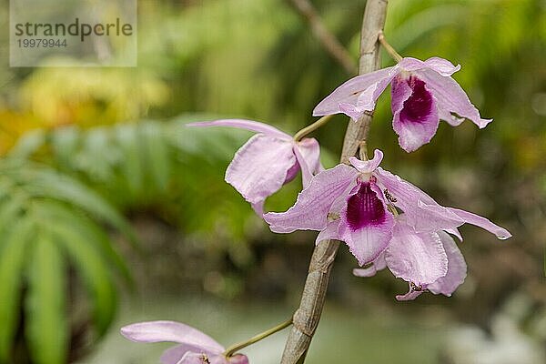 Lila Orchidee Blume im botanischen Garten  selektiver Fokus  Kopie Raum  Malaysia  Kuching Orchidee Park  Asien