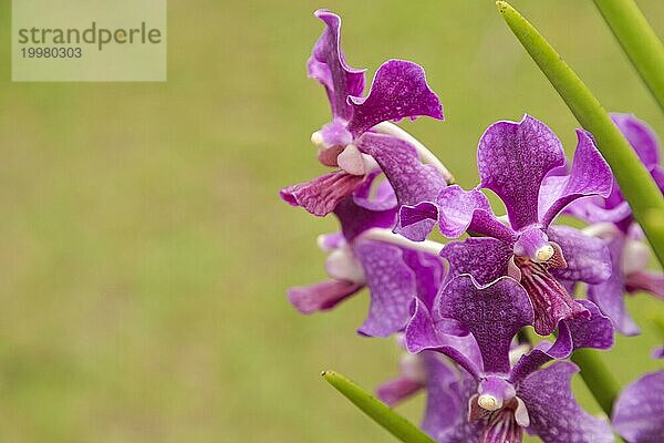 Lila Vanda Orchidee Blume im botanischen Garten  selektiver Fokus  Kopie Raum  Malaysia  Kuching Orchidee Park  Asien