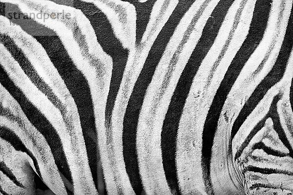 Steppenzebra (Equus quagga)  wild  frei lebend  Safari  Huftier  Detail  Streifen  Muster  Textur  Fell  individuell  Tier  Schwarz-weiß  monochrom  sw im Etosha Nationalpark  Namibia  Afrika