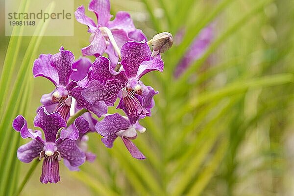 Lila Vanda Orchidee Blume im botanischen Garten  selektiver Fokus  Kopie Raum  Malaysia  Kuching Orchidee Park  Asien