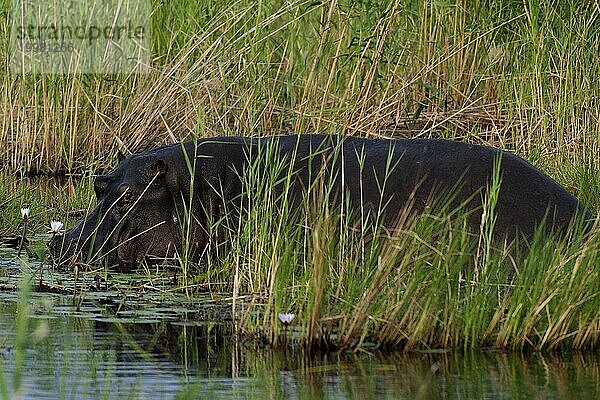 Flusspferd (Hippopotamus amphibius)  Hippopotamus  Tier  Gefahr  gefährlich  frei lebend  Wildnis  Fluss  Flusstier  Okavango Delta am Kwando River im BwaBwata Nationalpark  Namibia  Afrika