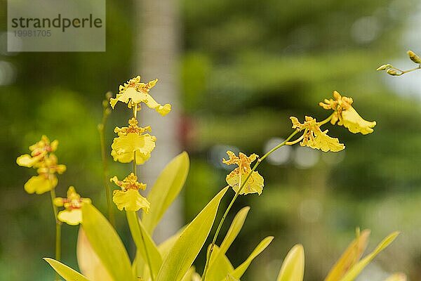 Gelbe Orchideenblüte im botanischen Garten  selektiver Fokus  Kopierraum  Malaysia  Kuching Orchideenpark  Asien