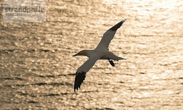 Silhouette eines Basstölpel (Morus bassanus) (Synonym: Sula bassana) im Flug mit offenen  ausgebreiteten Flügeln während eines glitzernden Sonnenuntergangs über dem Meer  Basstölpel-Kolonie Lummenfelsen  Helgoland  Nordsee  Schleswig-Holstein  Deutschland  Europa