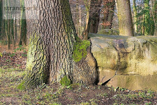 Stieleiche (Quercus robur) wächst über Felsbrocken  alter Baum neben Stein im Wald  Symbolbild für Verbindung  Umarmung  Anpassung an Umweltbedingungen oder Lebensbedingungen  buddhistische Lebensweishei  Hessen  Deutschland  Europa