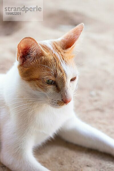 Nahaufnahme eines niedlichen Ingwer Katze mit einem weichen Fokus Hintergrund suchen heiter und ruhig baden im Sommer Morgenlicht