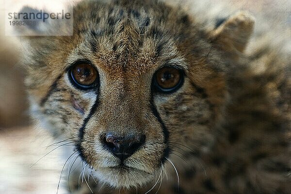Ein 6 Monate alter Gepard (Acinonyx jubatus)  Jungtier  Raubtier  Raubkatze  Mimik  Kopf  Kopfportrait  Gefahr  gefährlich  Namibia  Afrika