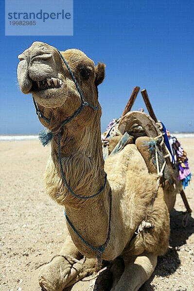 Dromedar (Camelus dromedarius)  Arabisches Kamel  Tier  Nutztier  Gebiss  schlechte Zähne  Zahn  Detail  witzig  lustig  Gag  Humor  guckt  Spaß  Mimik  Kiefer  lacht  lachen  Lasttier  Mundpflege  Mundgeruch  Kamelreiten  Marokko  Afrika