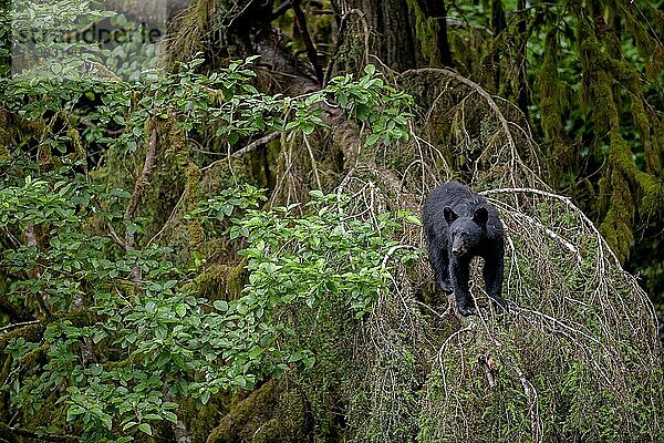 Schwarzbär steht auf einem Baum im Regenwald  frontal  neugierig  Sommer  Kake  Südostalaska  Alaska