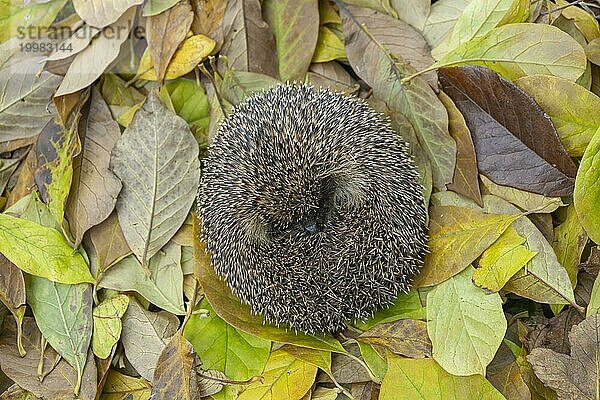 Braunbrustigel (Erinaceus europaeus)  erwachsenes Tier  schlafend auf gefallenem Herbstlaub  Suffolk  England  Großbritannien  Europa