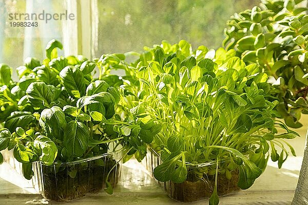 Kisten mit mikrogrünen Salat und Basilikumsprossen auf der weißen Fensterbank. Tageslicht  natürliches Sonnenlicht. Seitenansicht  Nahaufnahme  selektiver Fokus
