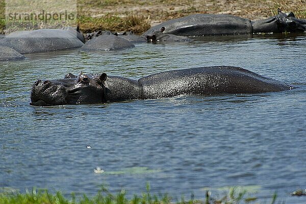 Flusspferd (Hippopotamus amphibius)  Nilpferd  Gefahr  gefährlich  im Khwai river im Moremi Nationalparks in Botswana