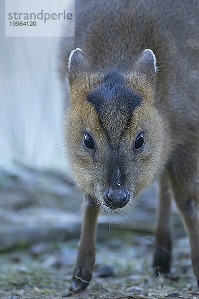 Muntjac Hirsch (Muntiacus reevesi) erwachsenes Tier Kopfporträt  Suffolk  England  Großbritannien  Europa