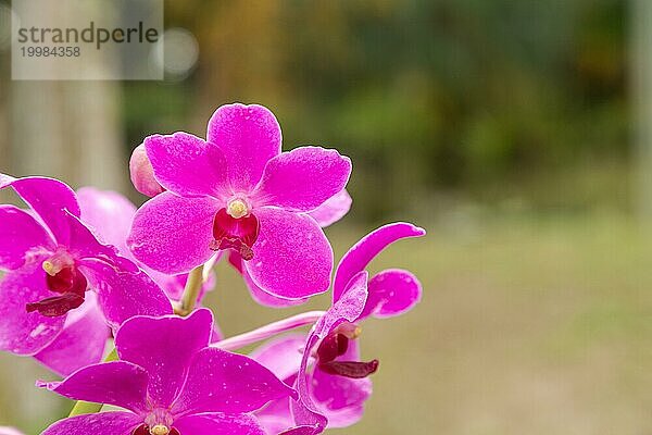 Lila Vanda Orchidee Blume im botanischen Garten  selektiver Fokus  Kopie Raum  Malaysia  Kuching Orchidee Park  Asien