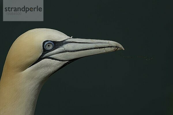 Basstölpel (Morus bassanus) erwachsener Vogel Tierkopfporträt  Yorkshire  England  Großbritannien  Europa