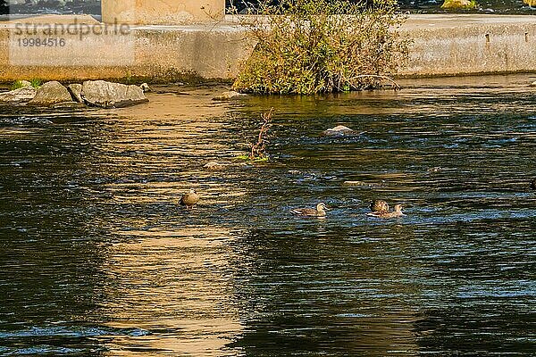 Vier Fleckschnabelenten zusammen im Fluss in der Nähe der Brücke an einem sonnigen Morgen