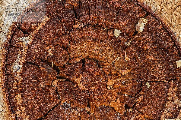 Makro der dunkleren Ringe eines Baumstumpfs mit Anzeichen extremer Fäulnis aufgrund von Witterungseinflüssen  Südkorea  Asien