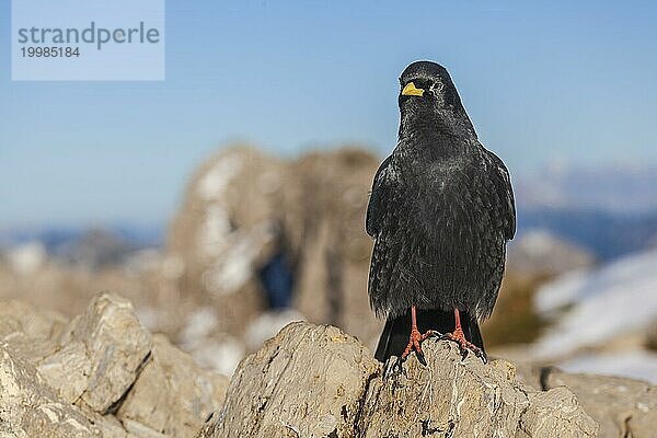 Alpendohle (Pyrrhocorax graculus)  frontal  sitzt auf Felsen vor Bergen  Allgäuer Alpen  Allgäu  Deutschland  Europa