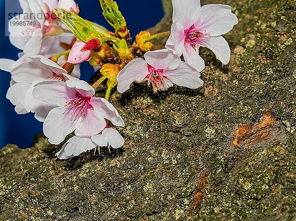 Nahaufnahme von schönen fröhlichen Blüten an der Seite eines großen Baumzweigs mit unscharfem blauem Hintergrund  Südkorea  Südkorea  Asien