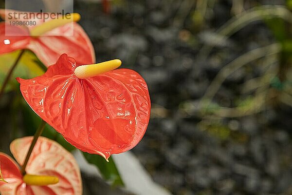 Rosa und rote Anthurium Blume im botanischen Garten  selektiver Fokus  Kopie Raum  Malaysia  Kuching Orchideenpark  Asien