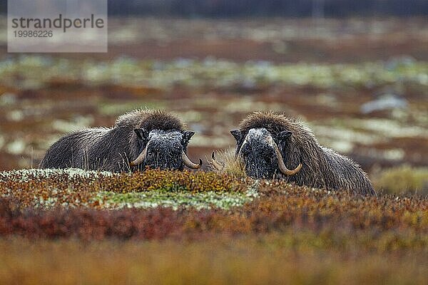 Zwei Moschusochsen (Ovibos moschatus)  Jungtiere  frontal  Herbst  Dovrefjell-Nationalpark  Norwegen  Europa