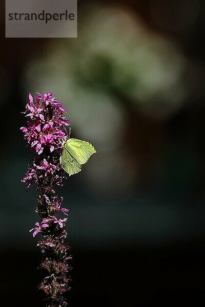 Zitronenfalter (Gonepteryx rhamni) bei der Nahrungsaufnahme an einer Blüte des Blutweiderichs (Lythrum salicaria)  vor schwarzem Hintergrund mit Bokeh  Wilnsdorf  Nordrhein-Westfalen  Deutschland  Europa