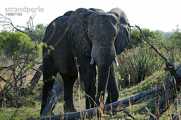 Elefant (Loxodonta africana)  frontal  ganz  Safari  Tourismus  Reise  Savuti-Region  Chobe Nationalpark  Botswana  Afrika