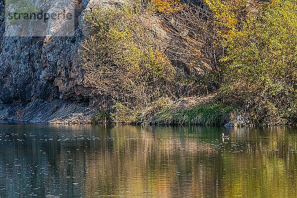 Einzelne Fleckschnabelente schwimmt allein im friedlichen Fluss neben herbstlich gefärbten Bäumen am felsigen Ufer