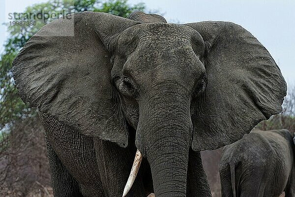 Drohender Elefant (Loxodonta africana)  aggressiv  Warnung  Gefahr  Gefährlich  Mimik  Geste  Gestik  Safari  Tourismus  Chobe Nationalpark  Botswana  Afrika