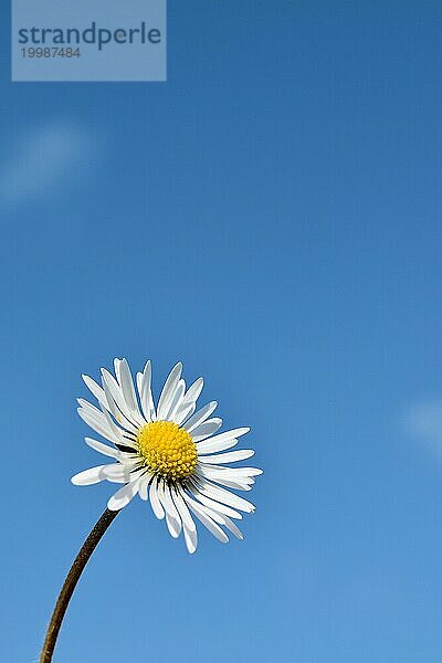 Gänseblümchen vor blauem Himmel im Frühling mit Textfreiraum