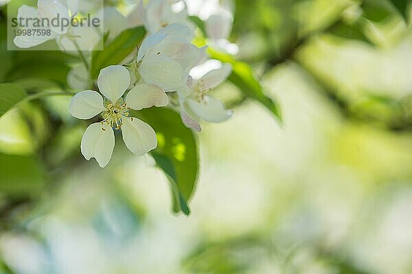 Zarte weiße Blüten eines Obstbaums im Fokus  unscharfes  weiches  sanftes grünes Hintergrundlicht  Apfelblüten am Apfelbaum im Mai  sonniger Tag im Frühling  duftig  Kulturapfel (Malus domestica) (Synonym: Pyrus malus)  Niedersachsen  Deutschland  Europa