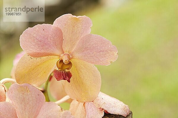 Orange und rosa Vanda Orchidee Blume im botanischen Garten  selektiver Fokus  Kopie Raum  Malaysia  Kuching Orchidee Park  Asien