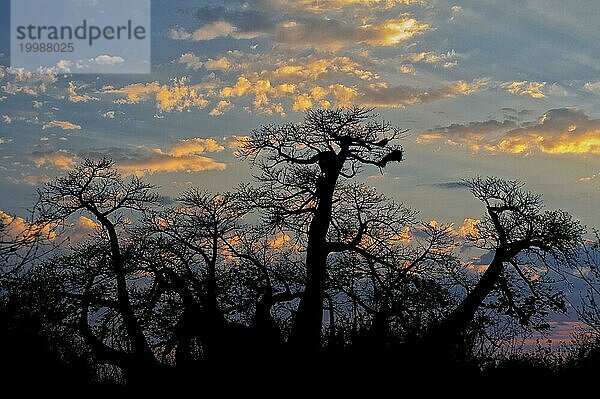 Riesiger Baobab-Baum (Adansonia digitata)  Abendsonne  Sonnenuntergang  Natur  Silhouette  Schattenriss  Affenbrotbaum  Laubbaum  Pflanze  Flora  Botanik  markant  Namibia  Afrika