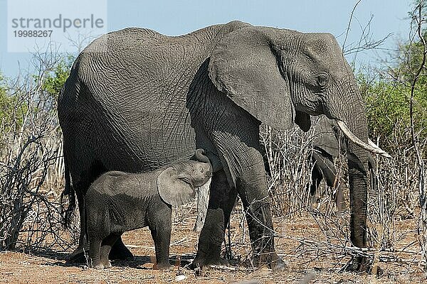 Elefantenmutter mit Kalb (Loxodonta africana)  Elefant  Mutter  Kind  säugen  behüten  Mutterliebe  Wildnis  frei lebend  Natur  Safari  Reise  Tourismus  monochrom  Schwarz-Weiß  Chobe Nationalpark  Botswana  Afrika
