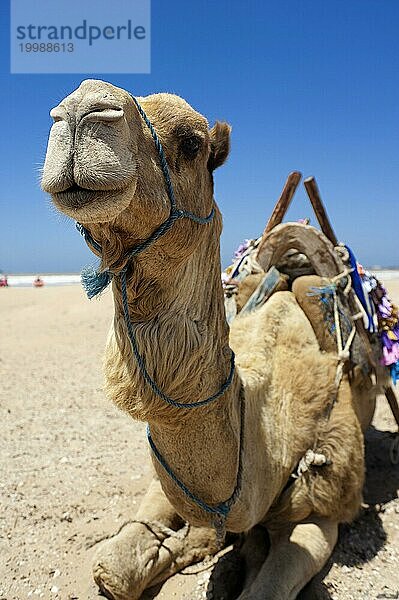 Dromedar (Camelus dromedarius)  Arabisches Kamel  Kamelreiten  Tier  Nutztier  Detail  witzig  lustig  Gag  Humor  guckt  Spaß  Mimik  lacht  lachen  Lasttier  Orient  orientalisch  reiten  Kamelreiten  Marokko  Afrika