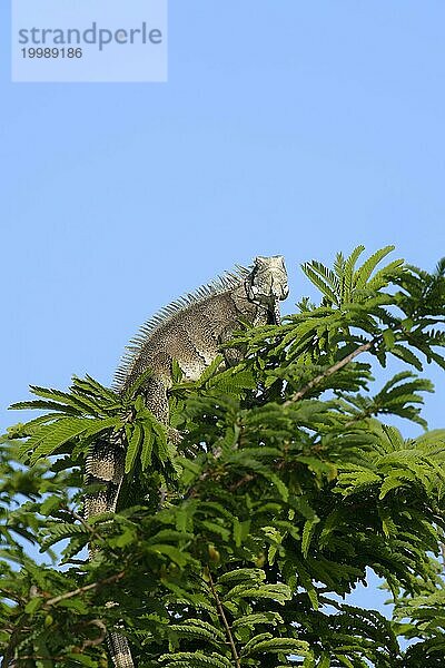 Grüner Leguan  Iguana iguana  auf Baumspitze  Amazonasbecken  Brasilien  Südamerika