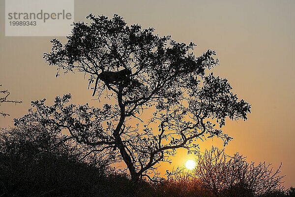 Die Silhouette eines Leoparden (Panthera pardus pardus) in Baum bei Sonnenuntergang  nahe Lower Sabie Rest Camp  Kruger Nationalpark  Südafrika