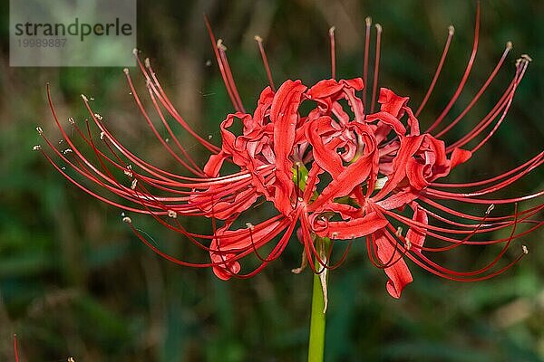 Nahaufnahme der Blüte von Lycoris radiata  auch bekannt als rote Spinnenlilie  Höllenblume  rote Zauberlilie und Äquinoktialblume  Südkorea  Asien