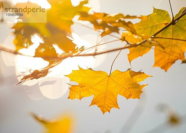 Gelbe  goldene Herbstblätter vom Spitzahorn (Acer platanoides) oder Spitzblättriger Ahorn vor einem sonnenbeschienenen  unscharfen  weichen Hintergrund  Bokeh  Sonnenlicht  Niedersachsen  Deutschland  Europa