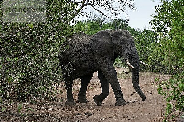 Afrikanischer Elefant (Loxodonta africana)  Säugetier  wild  frei lebend  Wildnis  Safari  Elfenbein  Angriff  angreifend  agessiv  Gefahr  gefährlich  Straße  Chobe Nationalpark  Botswana  Afrika