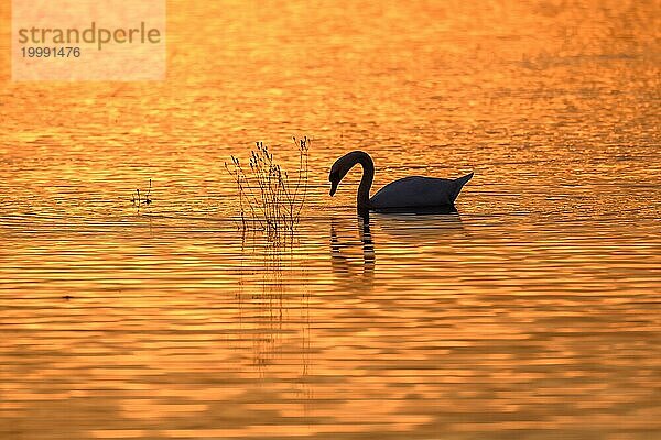 Höckerschwan (Cygnus olor) Silhouette im Wasser bei Sonnenuntergang. Bas-Rhin  Elsass  Grand Est  Frankreich  Europa