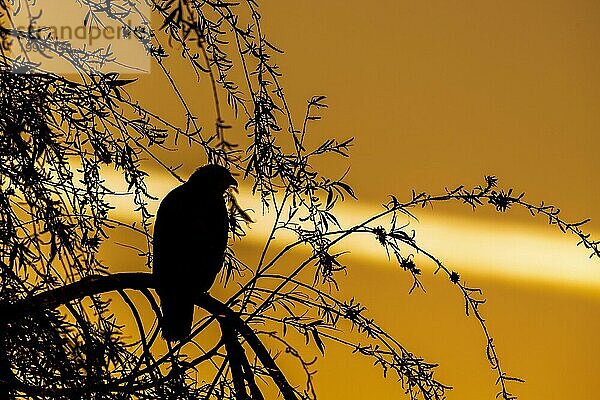 Silhouette eines Mäusebussards (Buteo buteo) gegen den goldenen Morgenhimmel. Silhouette of a Common buzzard (Buteo buteo) against the golden sky at early morning