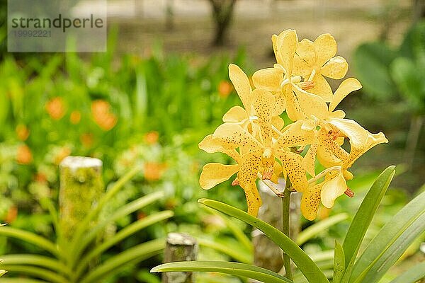 Orange und rosa Vanda Orchidee Blume im botanischen Garten  selektiver Fokus  Kopie Raum  Malaysia  Kuching Orchidee Park  Asien