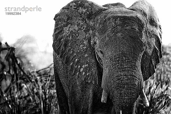 Elefant (Loxodonta africana)  frontal  ganz  Safari  Tourismus  Reise  Schwarz-Weiß  SW  monochrom  Savuti-Region  Chobe Nationalpark  Botswana  Afrika