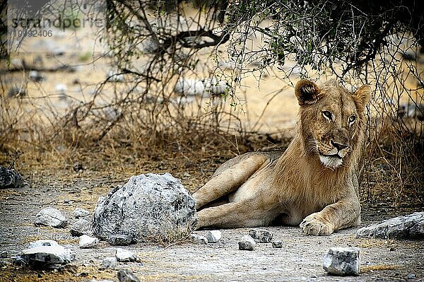 Männlicher Löwe (Panthera leo)  Einzeltier  liegend  Ruhe  ausruhen  Mähne  Katze  Raubkatze  Wild  Wildnis  frei lebend  Etosha Nationalpark  Namibia  Südwestafrika  Afrika