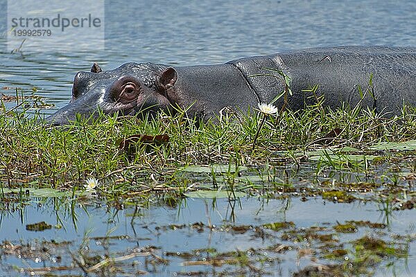 Flusspferd (Hippopotamus amphibius)  Nilpferd  Gefahr  gefährlich  im Khwai river im Moremi Nationalparks in Botswana