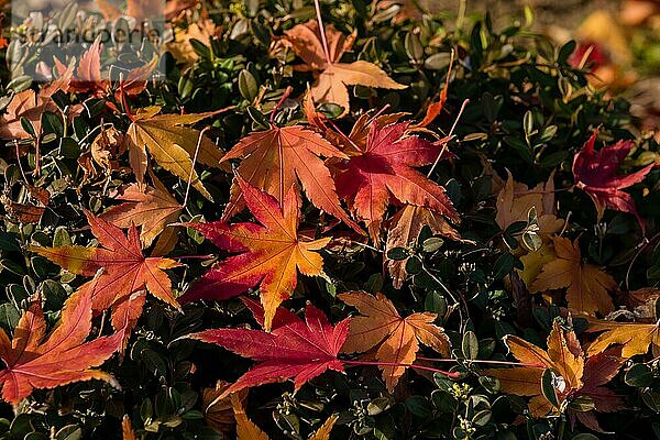 Draufsicht auf herbstlich gefärbte Blätter  die auf einem grünen Busch liegen  Südkorea  Südkorea  Asien