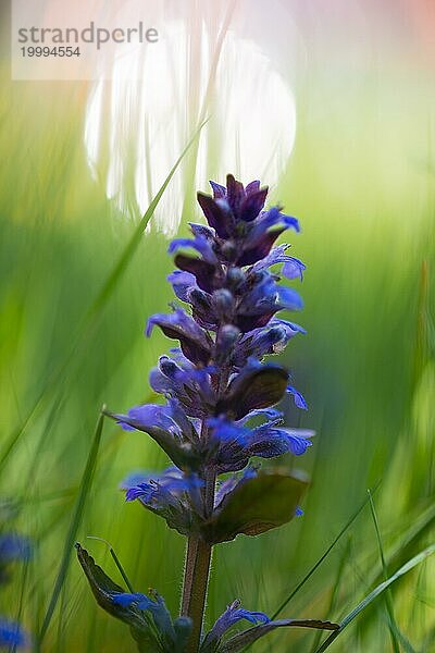 Kriechender Günsel (Ajuga reptans)  blauer Blütenstand auf einer Wiese  im Gras mit einem weichen Hintergrund  Bokeh  Sonnenlicht  Lüneburger Heide  Niedersachsen  Deutschland  Europa